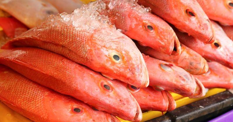 Redsnapperfish.com